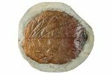 Fossil Leaf (Davidia) - Montana #268153-1